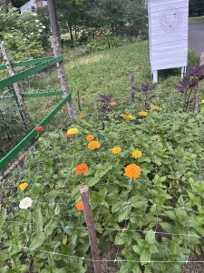 Dahilas growing