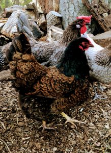 chickens make eggs