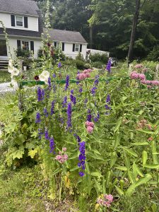 flowers growing