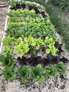 Fresh garden greens